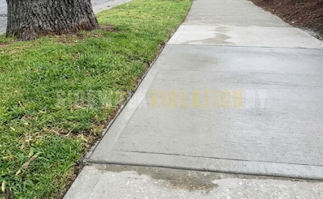 tree-root-damage